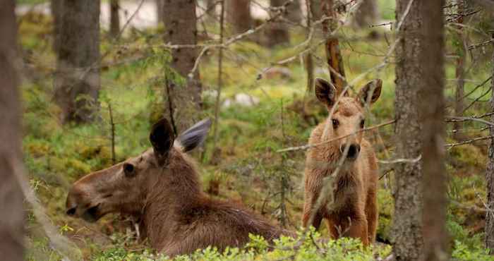 Lainnya Älgparkens Stugby