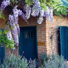 Primary image1布拉沃松樹旅館,卡曼杜卡亚飯店
