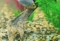 Others 6 Hotel Burlamacco