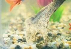 Others 7 Hotel Burlamacco