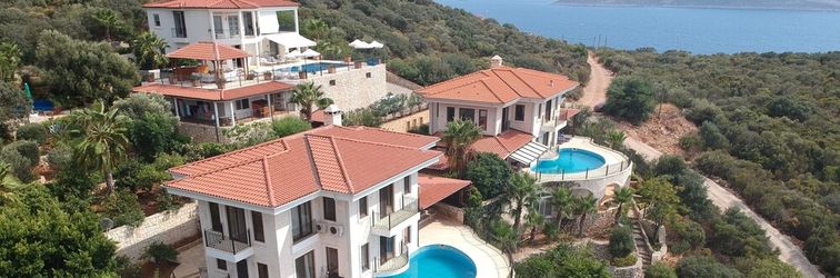 其他 Antiphellos A