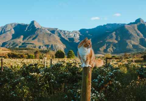 Khác Wildebraam Berry Estate