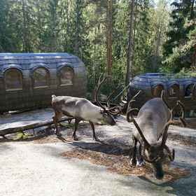 Primary image 1 Igluhut sleeping with reindeer, Sipoo Hotels