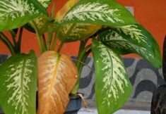 其他 4 Pousada Porto do Sol