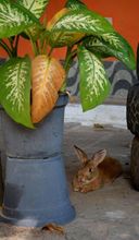 其他 4 Pousada Porto do Sol