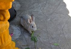 其他 2 Pousada Porto do Sol