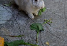 其他 5 Pousada Porto do Sol