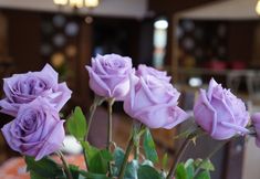 Others 6 Don Ramon Hotel & Spa