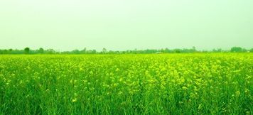 其他 6 Indigenous BufferZone Community Homestay