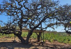 其他 4 Hacienda del Café