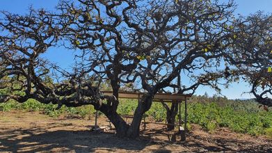 其他 4 Hacienda del Café