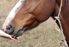 其他 6 Hacienda del Café