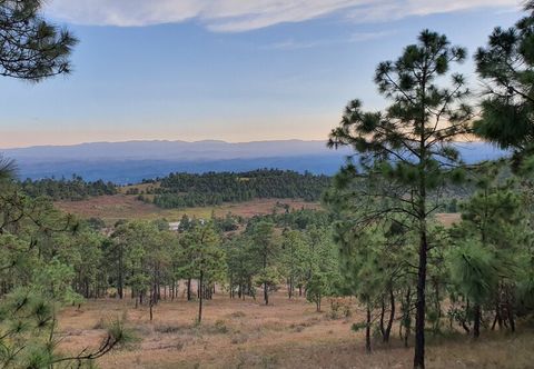 其他 Hacienda del Café