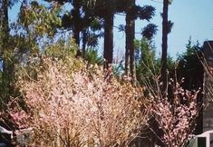 Khác 2 Hotel Ribeiro - Igloos
