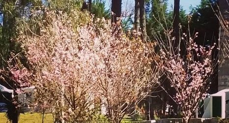 Khác 2 Hotel Ribeiro - Igloos