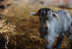 其他 3 Vumba - The Bue-Maria Suite