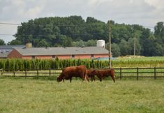 Others 4 Cozy Family Home in Oostkamp