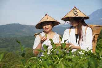 Others 4 Sabah Tea Garden