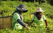 Others 5 Sabah Tea Garden