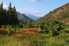 其他 Pastoral Vadi