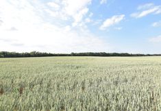 Others 6 Wohnung in Dargun mit Garten