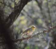 Khác 4 Umvangazi Rest - Enjoy a Relaxing, Rejuvenating and Peaceful Setting in the Bush