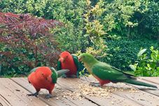 其他 Crimson Villa