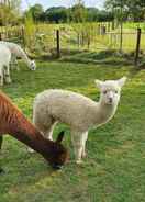 ภาพหลัก Dartmoor Reach Alpaca Farm