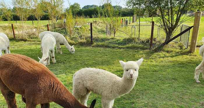 Lain-lain Dartmoor Reach Alpaca Farm