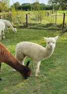 ภาพหลัก Dartmoor Reach Alpaca Farm