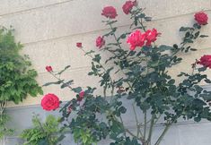 Others 7 3 room apartment on Baghramyan