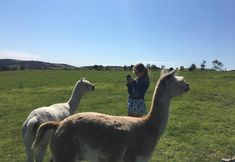 기타 3 Lush Pastures