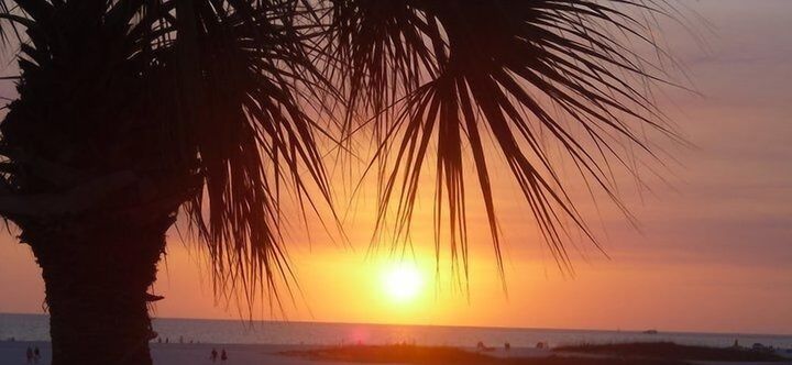 Others 2 Beach Palms