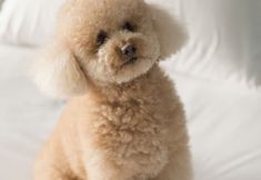 Lainnya 6 Hotel Antik San Sebastian