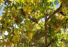 기타 4 "room in B&B - Abbondanza® The Farm House"