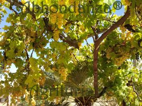 기타 4 "room in B&B - Abbondanza® The Farm House"