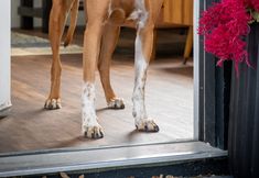 Lainnya 6 the Alander