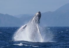 Lain-lain 3 AZ Hotel Amami ISLAND