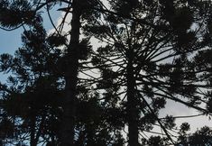 其他 6 Green Village Hotel