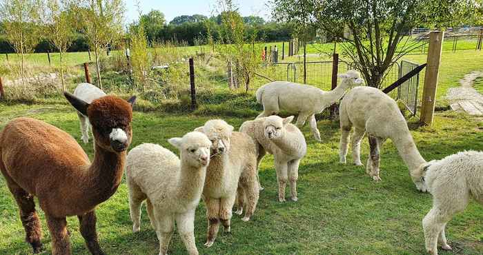 อื่นๆ Double Decker Bus on an Alpaca Farm Sleeps 8