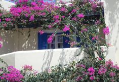 기타 5 Santorious Flower Covered Apartment