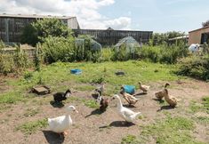 其他 7 The Old Cow Shed