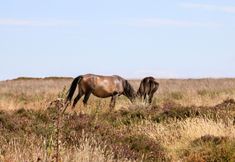 Lain-lain 6 The Lodge