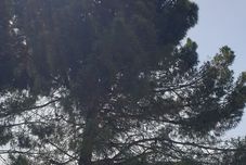 Others Bademli Pino Otel