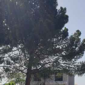 Primary image 1 Bademli Pino Otel, Kromo-GEN Biyoteknoloji Hotels