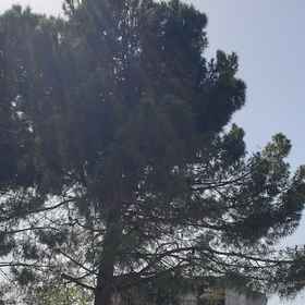 Primary image 1 Bademli Pino Otel, İhsaniye 酒店