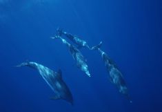 Others 7 Native Sea Amami