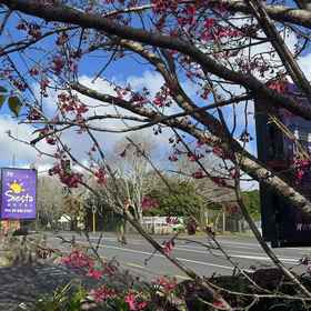 Primary image 1 Siesta Motel, Campbells Bay Hotels