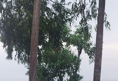 Lain-lain 3 Bukit Shoka Top View Camp