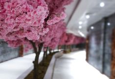 Others 5 Sarot Thermal Palace Tatil Koyu - Halal Hotel